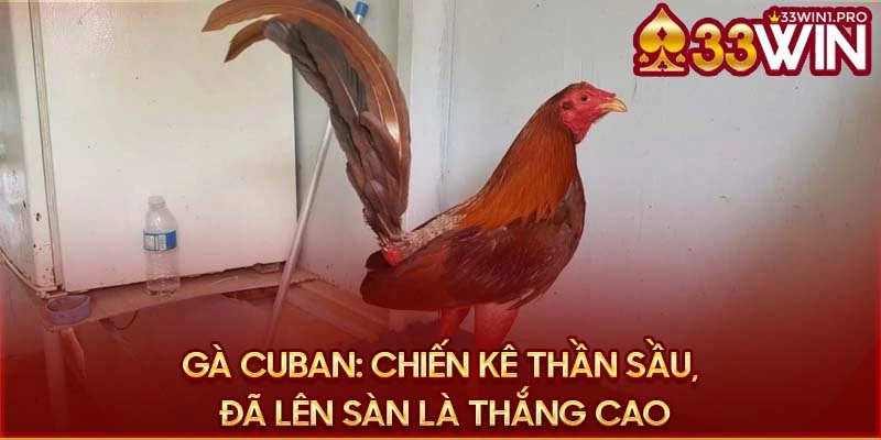 33win gà cuban
