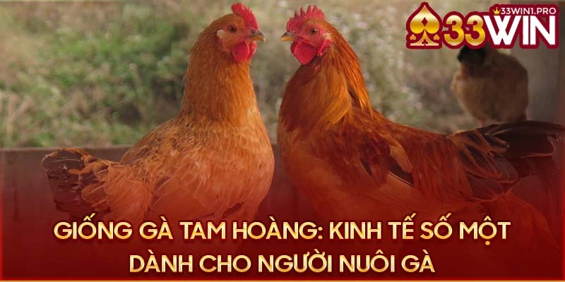 33Win gà Tam Hoàng