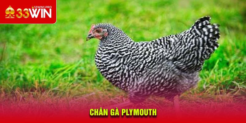 Chân gà Plymouth cực kỳ nhỏ xinh