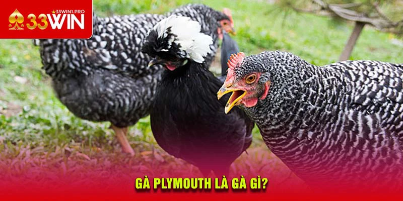Gà Plymouth là gà gì?